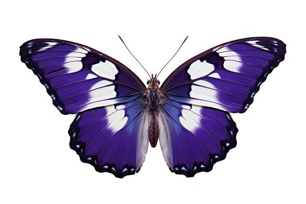 Purple Emperor Butterfly butterfly animal insect. AI generated Image by rawpixel.