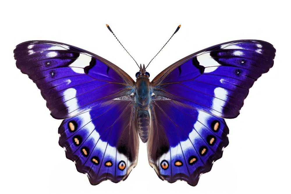 Purple Emperor Butterfly butterfly animal insect. AI generated Image by rawpixel.