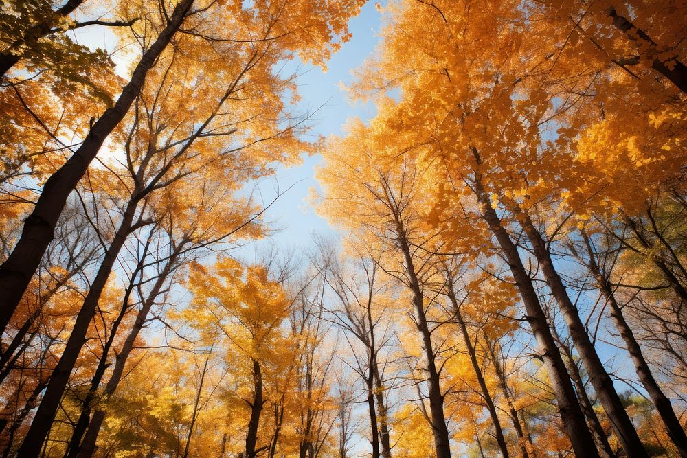 Fall forest landscape outdoors woodland. 