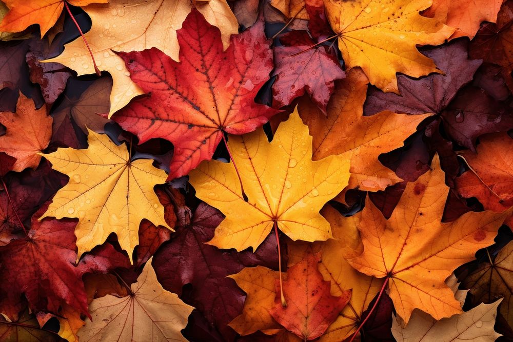 Fall leaves maple plant leaf. AI generated Image by rawpixel.