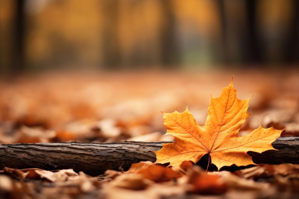 Fall leaves autumn plant leaf. 