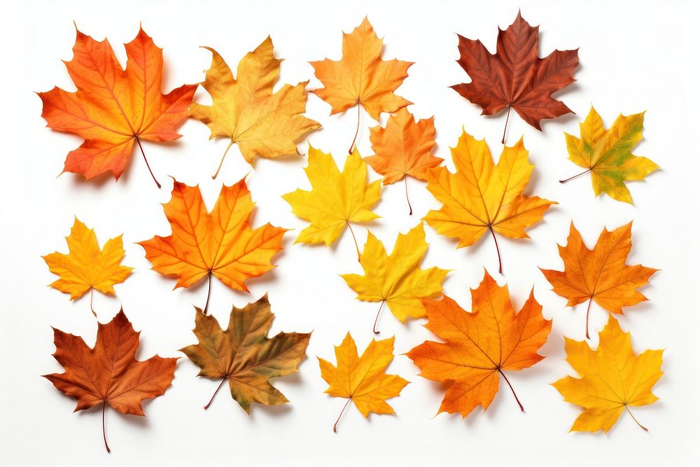 Fall leaves backgrounds maple plant. AI generated Image by rawpixel.