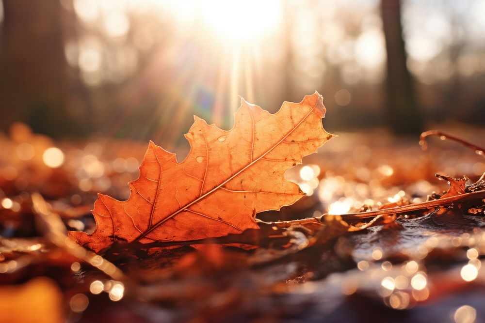 Fall nature sunlight outdoors. AI generated Image by rawpixel.
