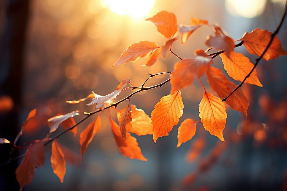 Fall nature sunlight outdoors. AI generated Image by rawpixel.