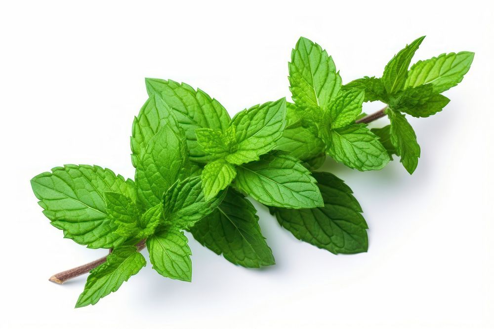 Plant herbs leaf mint. AI generated Image by rawpixel.