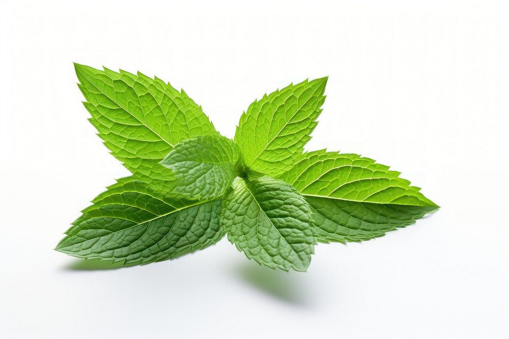 Leaf plant herbs mint. AI generated Image by rawpixel.