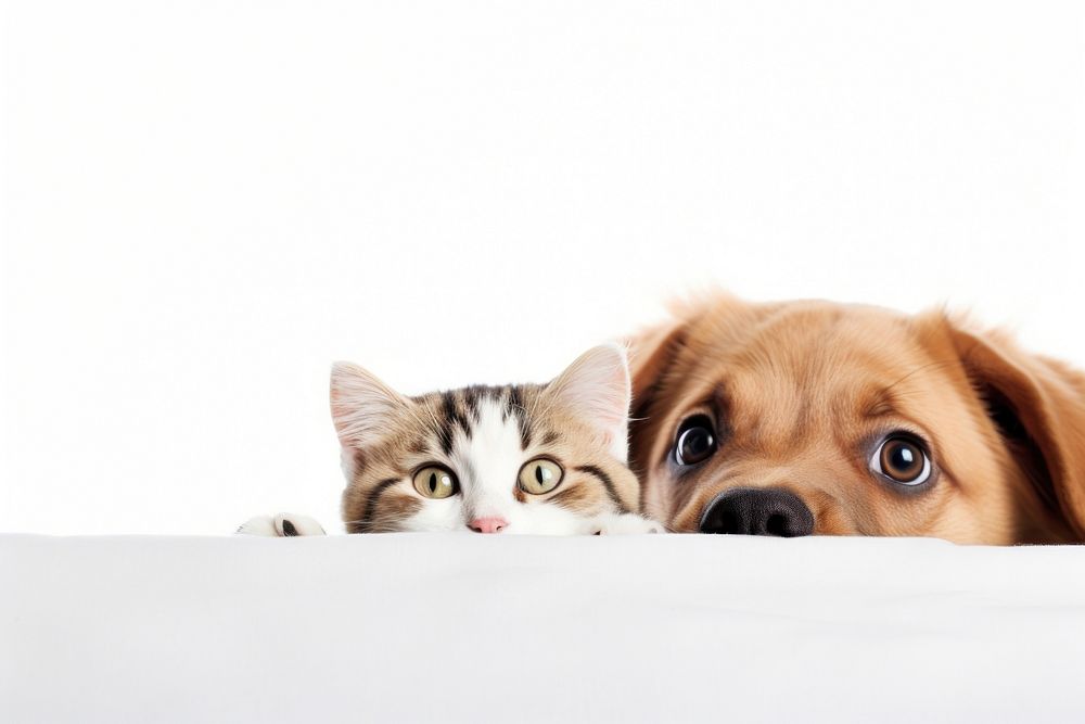 Dog peeking mammal animal. AI generated Image by rawpixel.