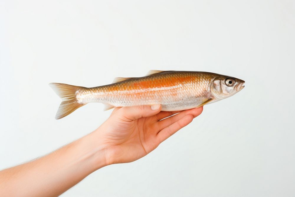 Fish seafood holding animal. AI generated Image by rawpixel.