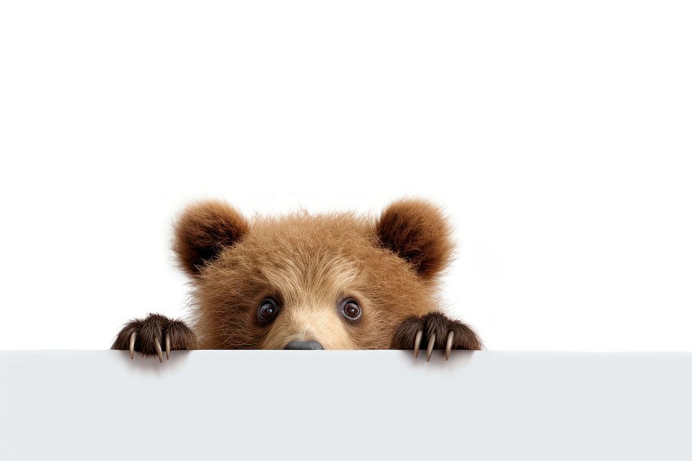 Bear wildlife peeking mammal. AI generated Image by rawpixel.