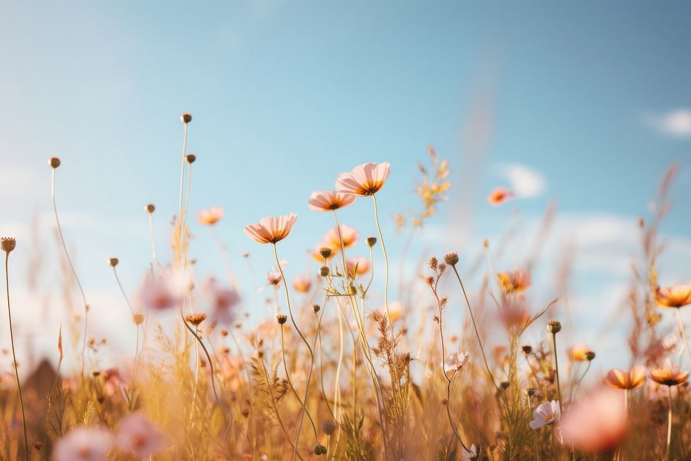 Wildflower nature meadow sky. AI generated Image by rawpixel.