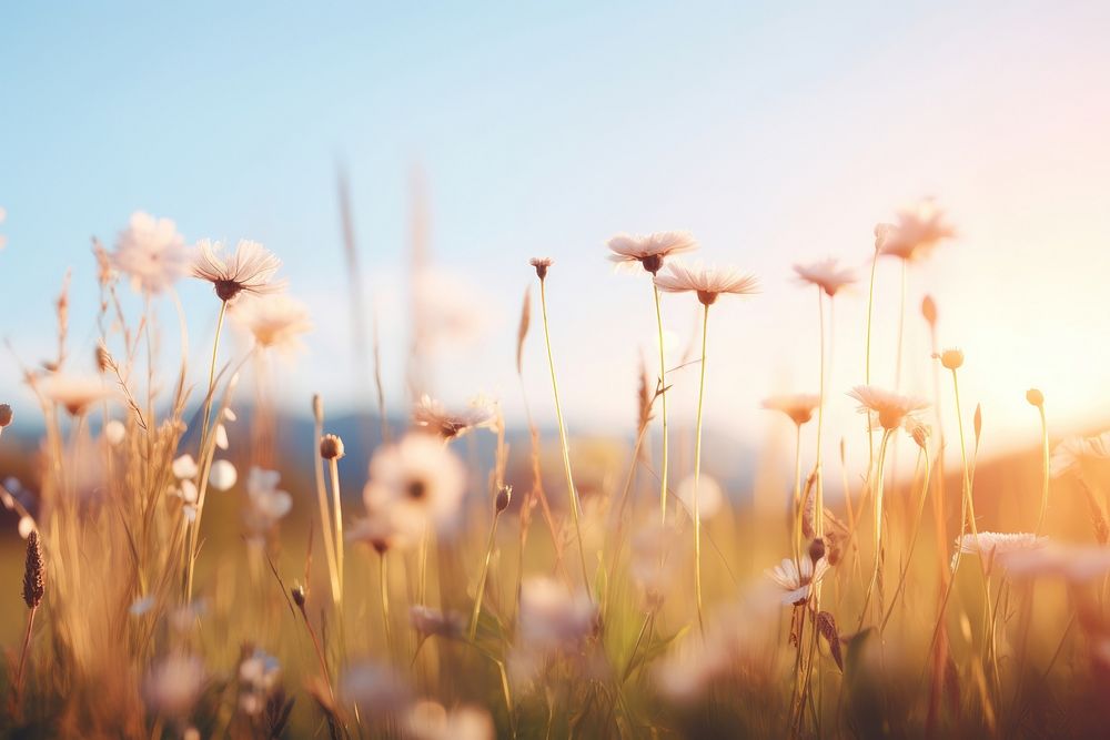 Wildflower nature sky landscape. AI generated Image by rawpixel.