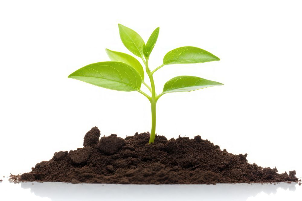 Plant growing soil leaf agriculture. 