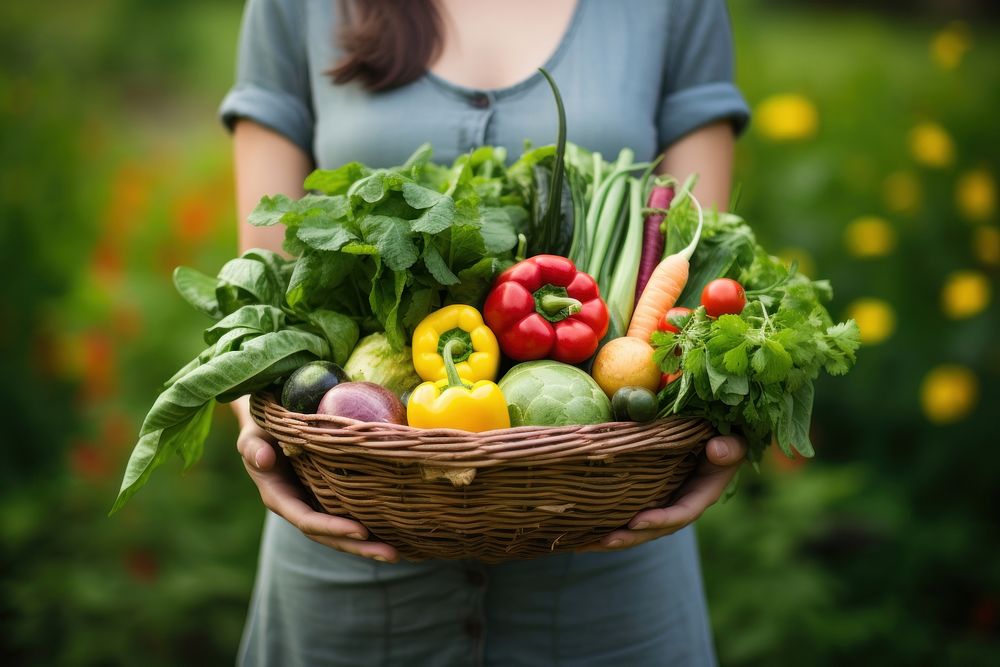 Hands holding basket vegetable outdoors produce. 