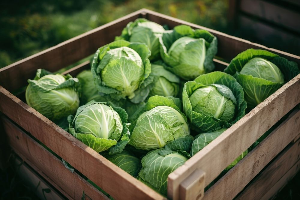 Box vegetable cabbage plant. 