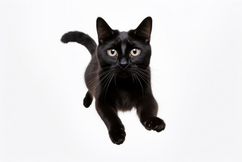 Black Cat flying pet mammal | Premium Photo - rawpixel