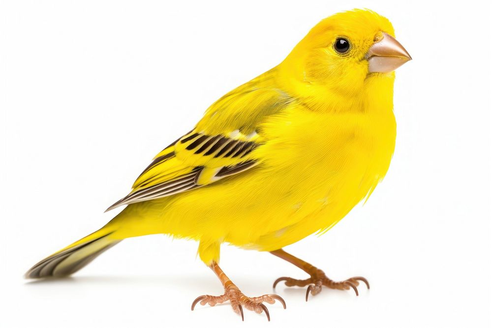 Canary bird animal white background budgerigar. AI generated Image by rawpixel.
