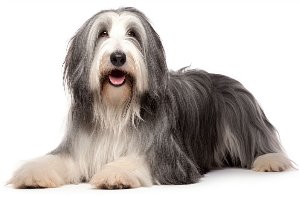 Bearded Collie mammal animal dog. AI generated Image by rawpixel.
