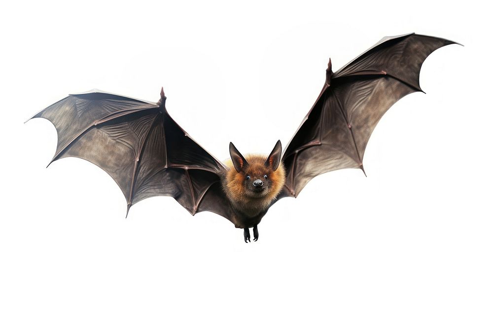 Animal bat wildlife flying. AI generated Image by rawpixel.