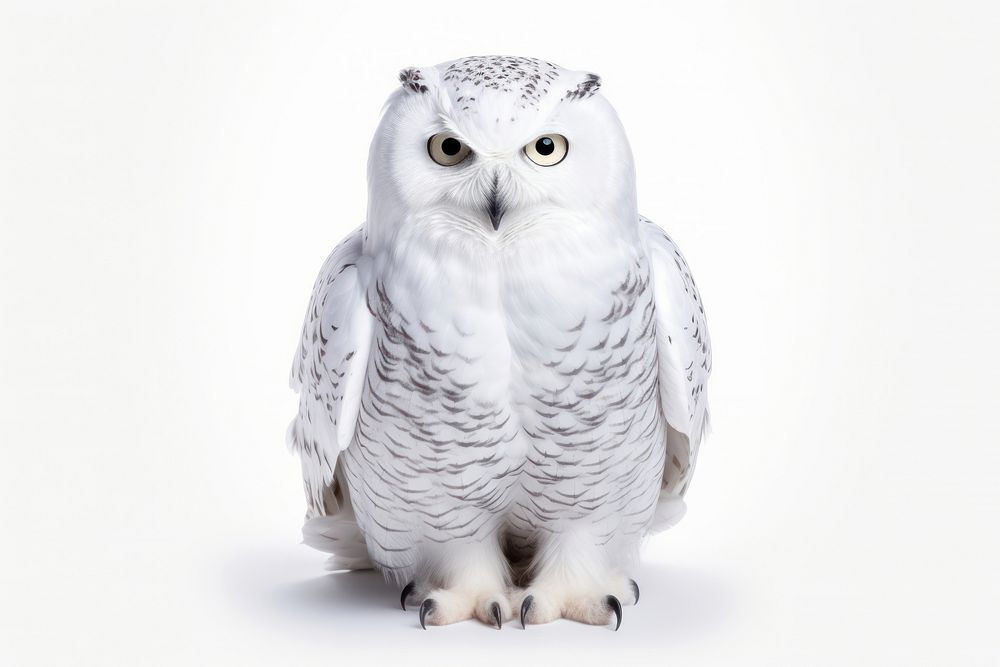 Owl animal white bird. AI generated Image by rawpixel.