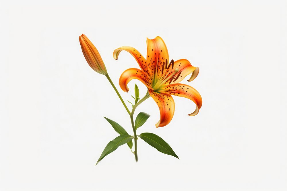 Lily flower plant white background. AI generated Image by rawpixel.