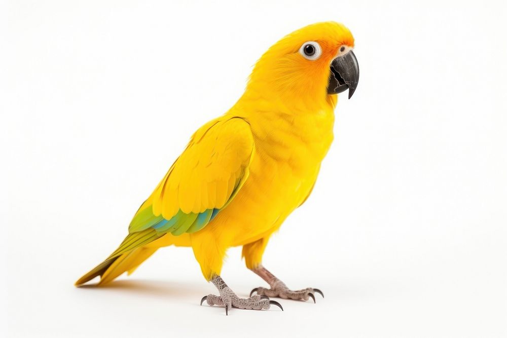 Yellow parrot animal bird white background. AI generated Image by rawpixel.