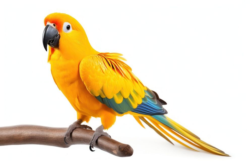 Yellow parrot animal bird white background. AI generated Image by rawpixel.