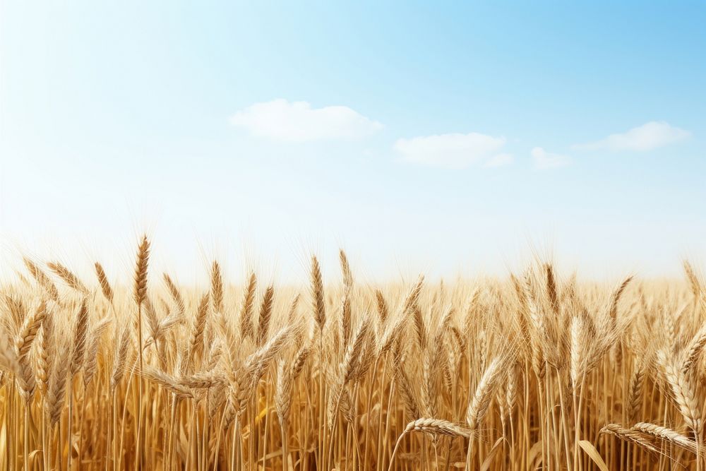 Wheat field outdoors horizon nature. 