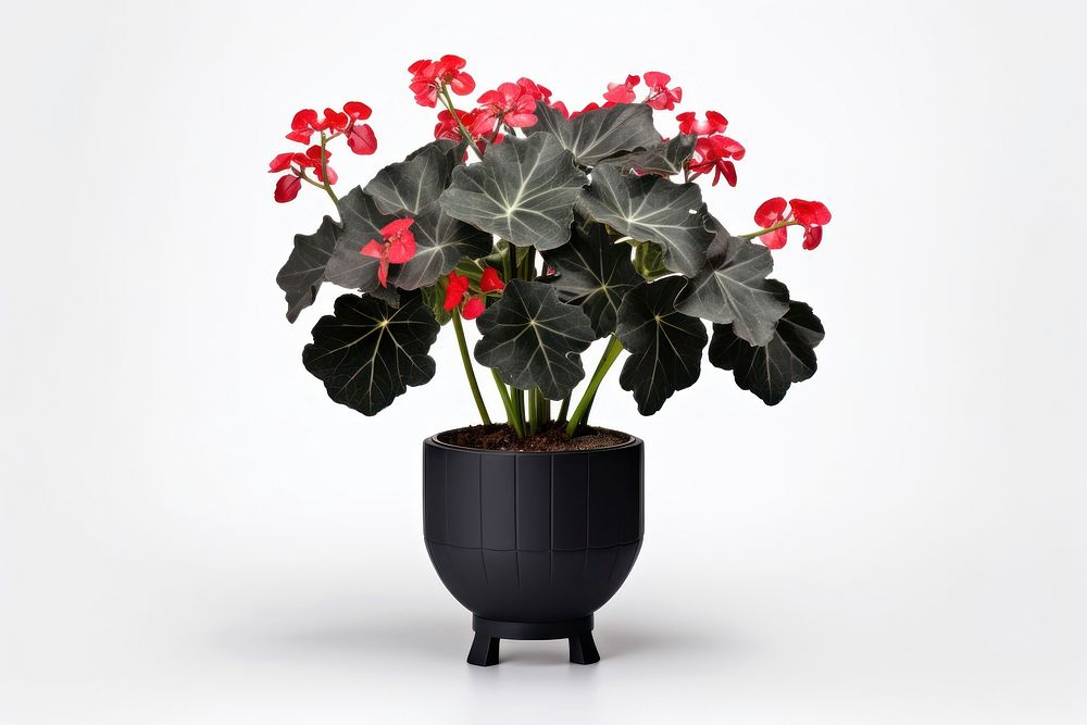 Begonia masoniana plant vase houseplant. AI generated Image by rawpixel.
