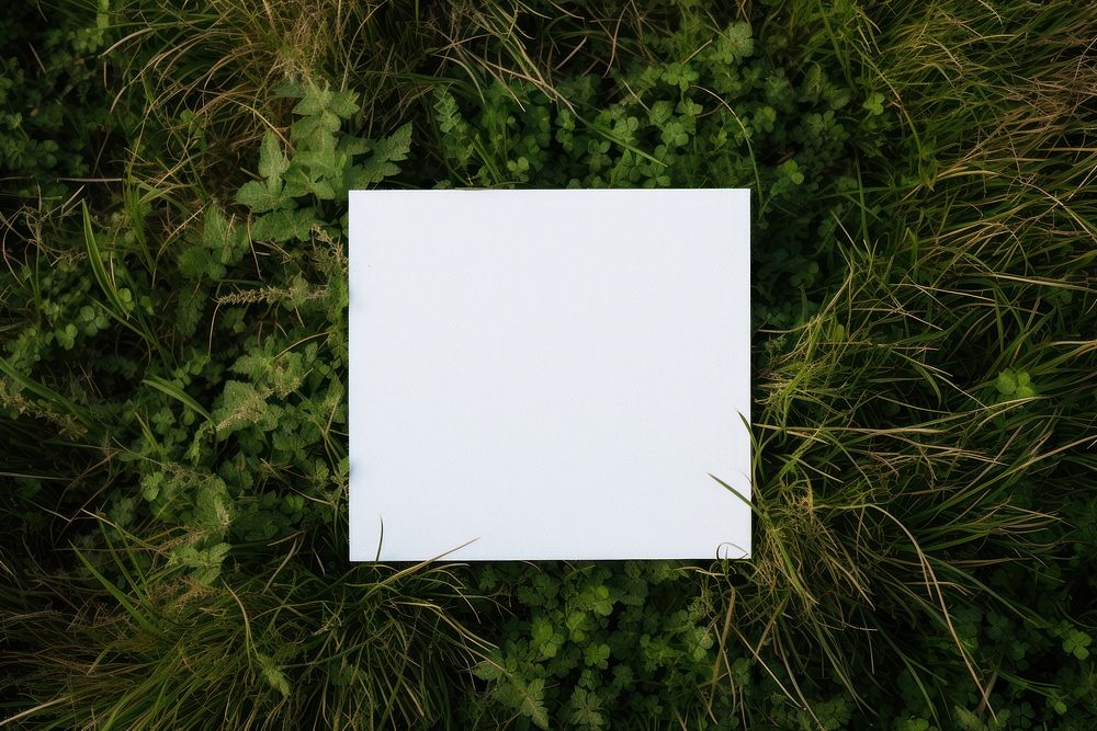 Square card grass outdoors nature. 