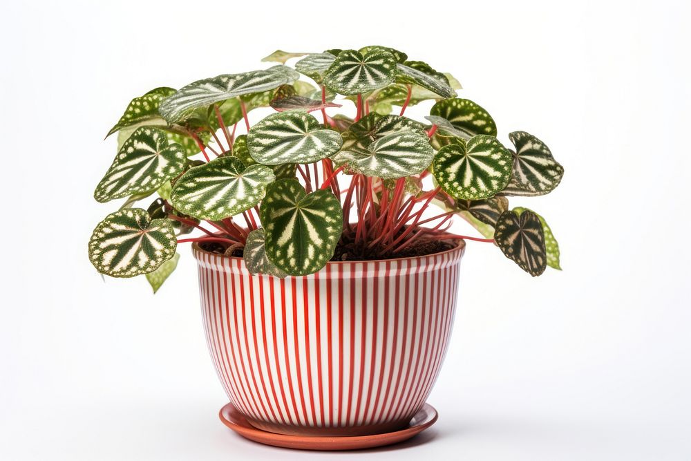 Begonia Maculata Wightii plant leaf white background. AI generated Image by rawpixel.