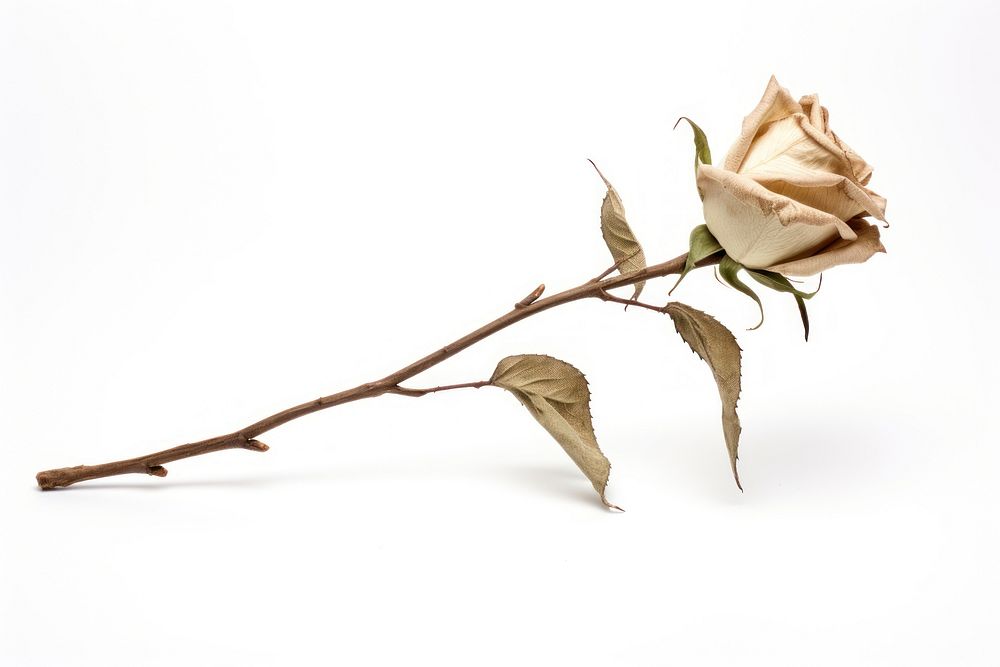Dried White Rose rose flower plant. AI generated Image by rawpixel.