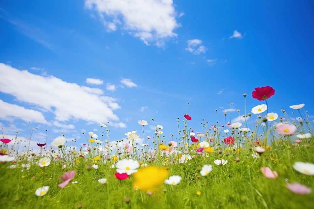 Flower field summer sky grassland. AI generated Image by rawpixel.