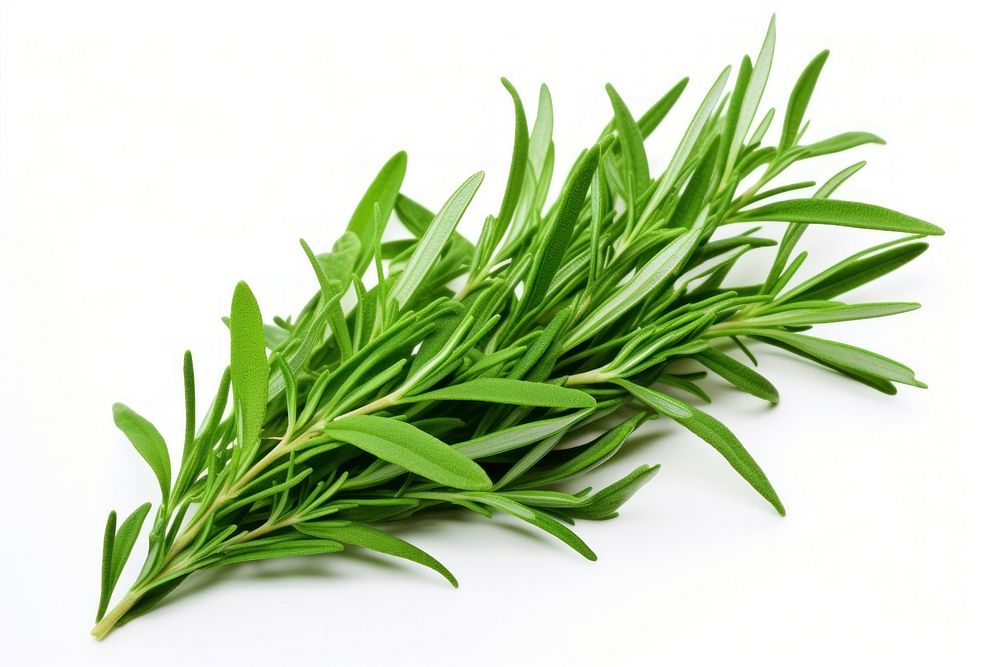Tarragon plant herbs food. AI generated Image by rawpixel.