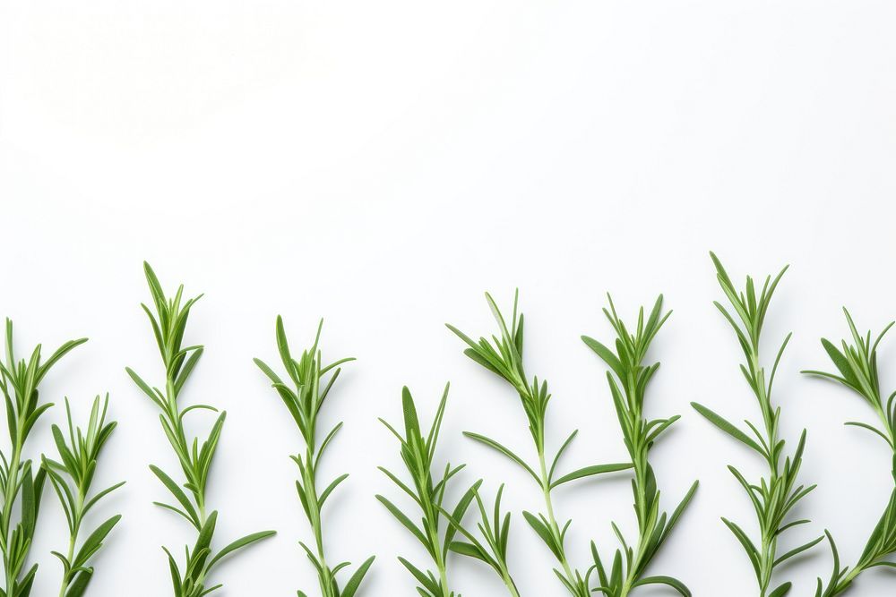 Tarragon backgrounds plant herbs. AI generated Image by rawpixel.