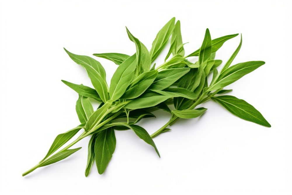 Tarragon leaves vegetable plant herbs. AI generated Image by rawpixel.