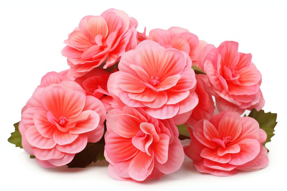 Pink begonia flowers petal plant rose. AI generated Image by rawpixel.