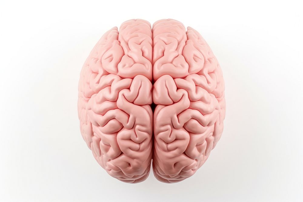 Human brain white background tomography medical. 