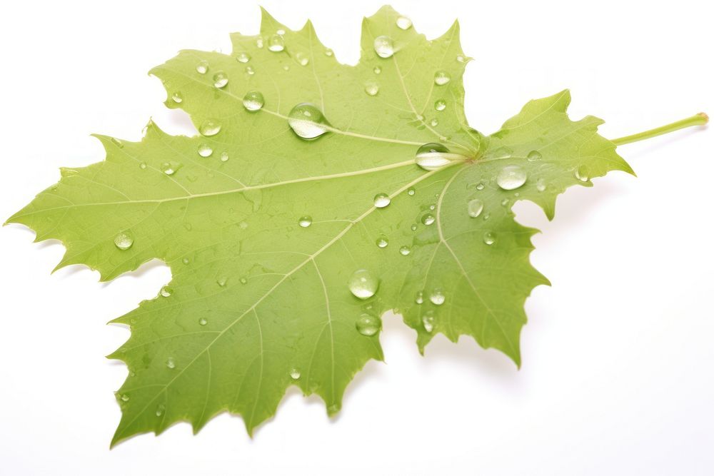 Grape leaf plant drop tree. AI generated Image by rawpixel.