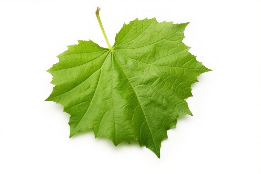 Grape leaf plant tree white background. AI generated Image by rawpixel.