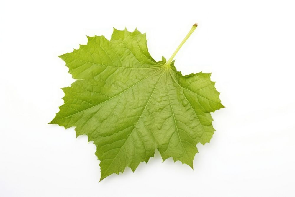 Grape leaf maple plant tree. AI generated Image by rawpixel.