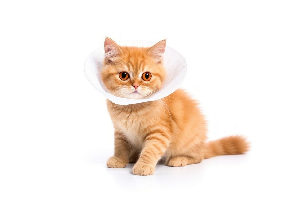 Cat wearing collar cone animal mammal kitten. AI generated Image by rawpixel.