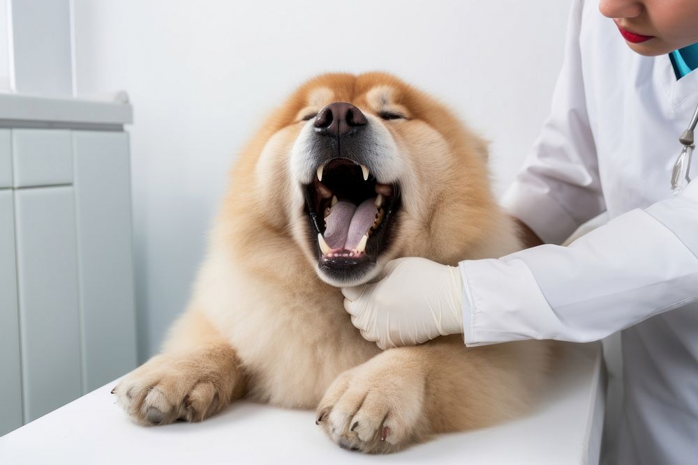 Chow chow dog animal veterinarian hospital. AI generated Image by rawpixel.