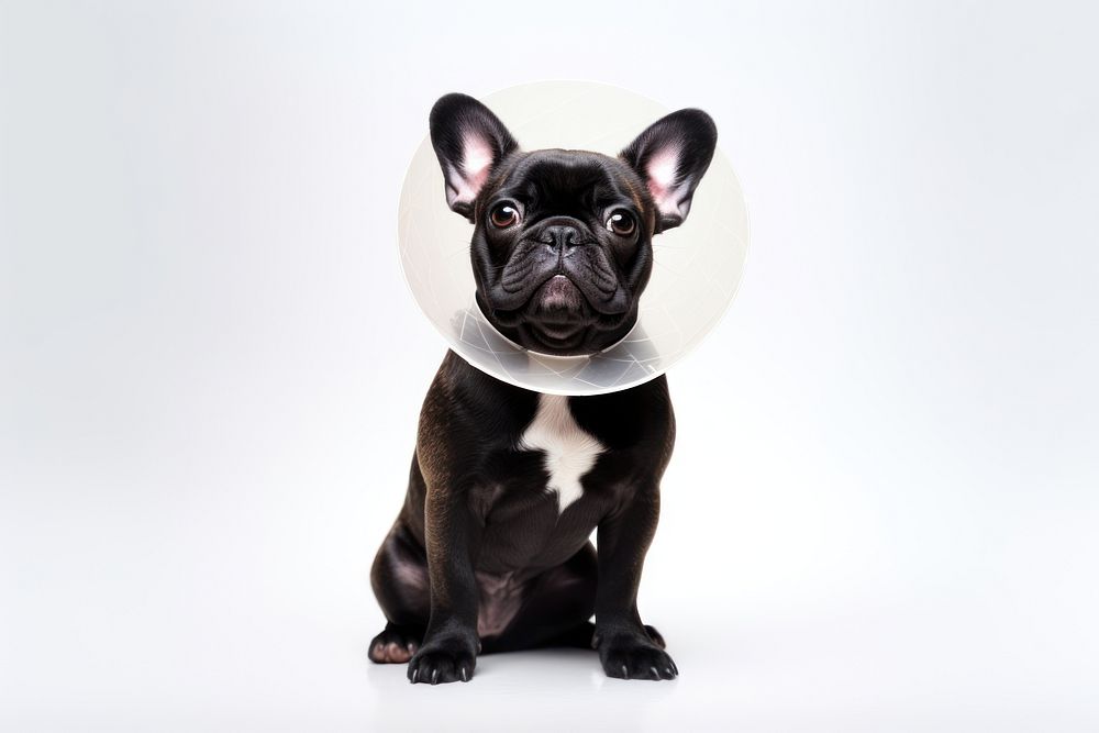 French bulldog mammal animal pet. AI generated Image by rawpixel.