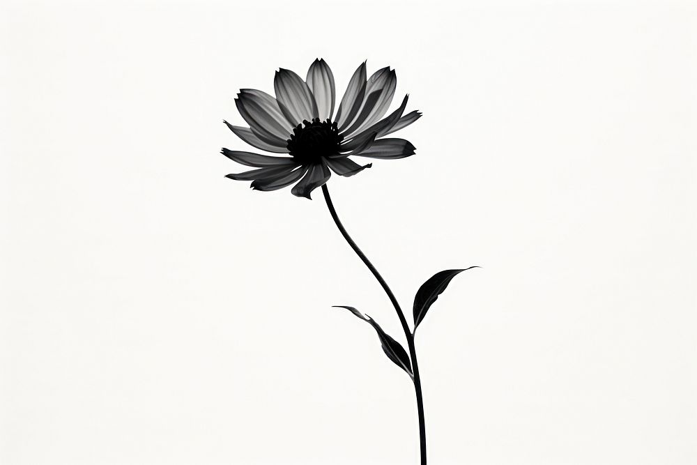 Flower silhouette petal plant white. AI generated Image by rawpixel.