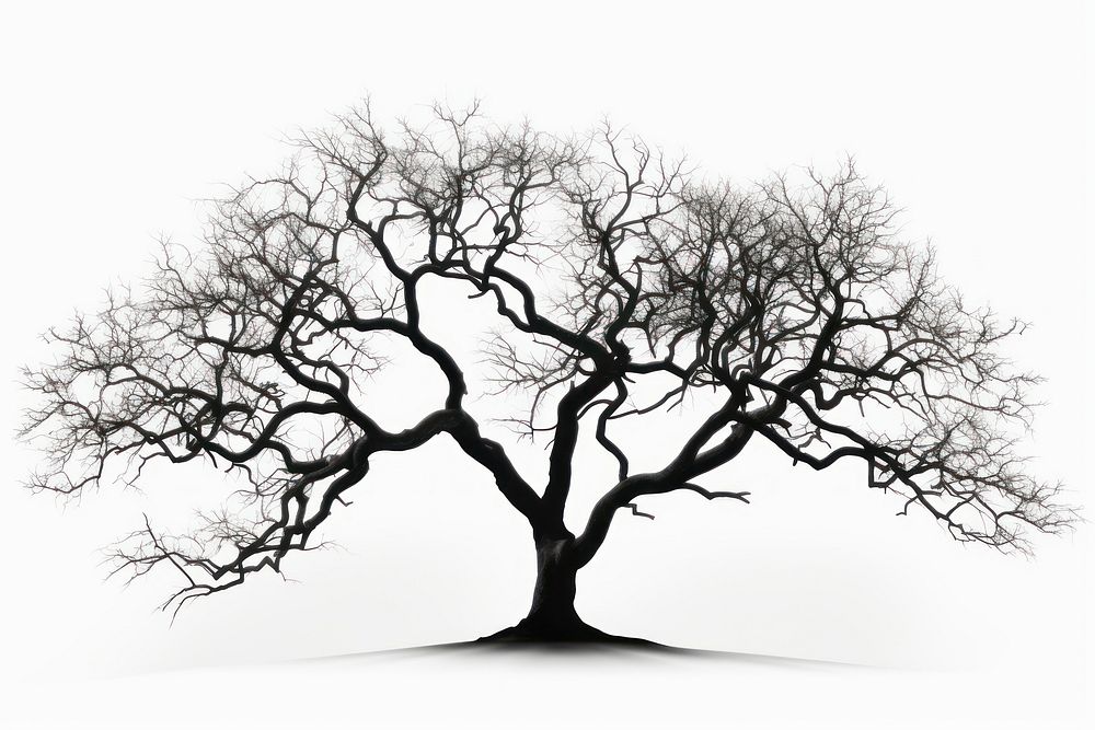 Tree silhouette png sketch plant white background. AI generated Image by rawpixel.