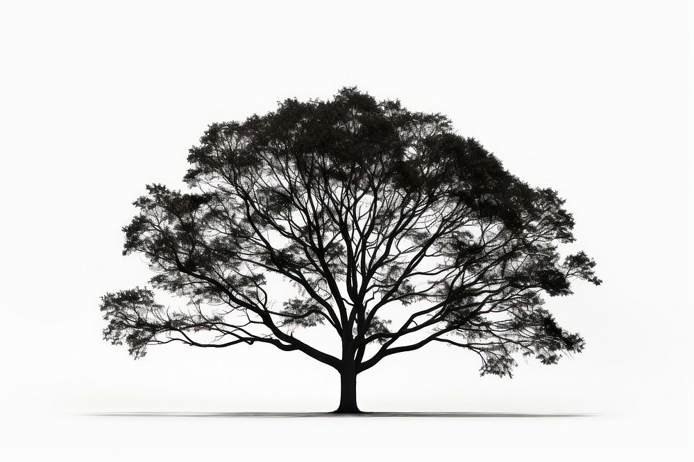 Tree silhouette png plant white background tranquility. AI generated Image by rawpixel.