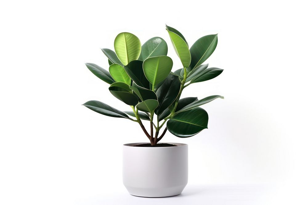 Rubber plant leaf white background houseplant. AI generated Image by rawpixel.