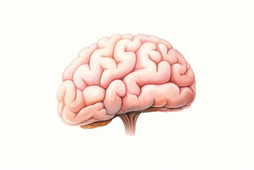 Brain sketch water white background. AI generated Image by rawpixel.