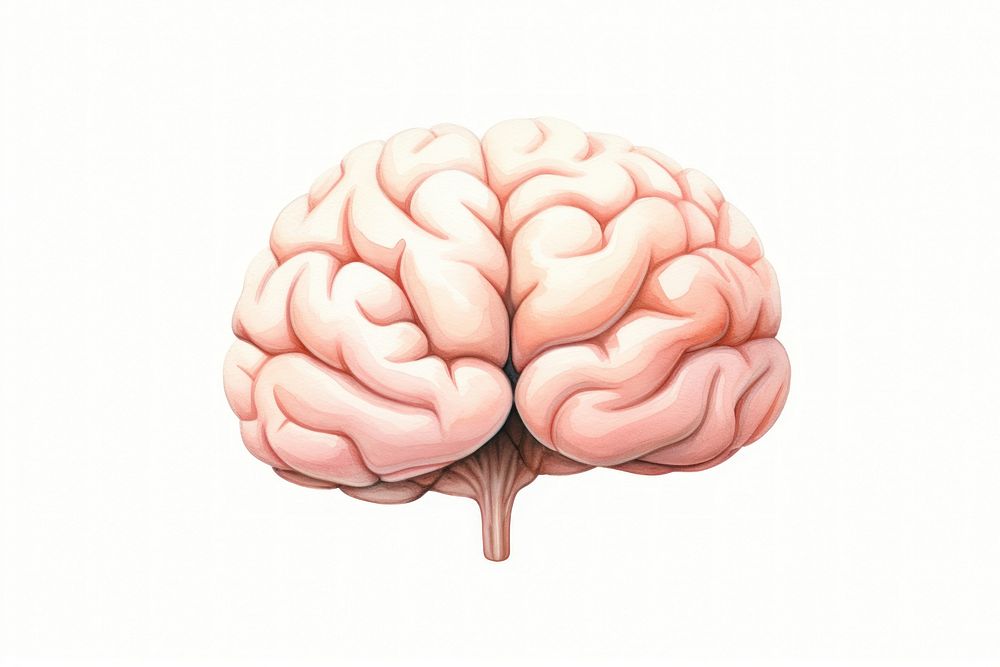 Brain white background medical science. AI generated Image by rawpixel.