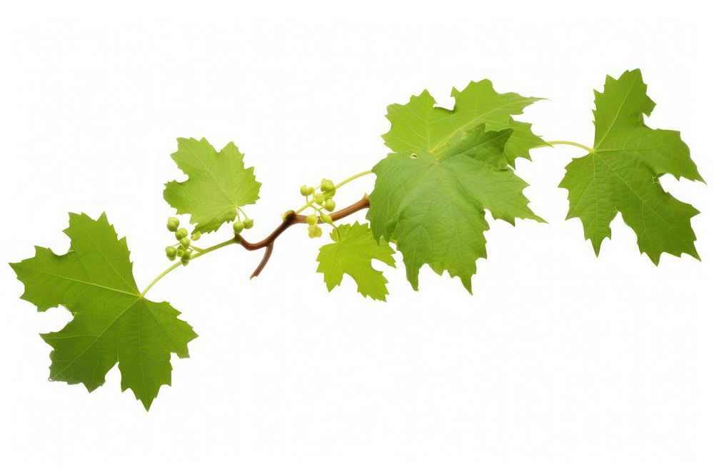Grape leaves grapes branch plant. AI generated Image by rawpixel.